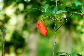 Herbstblatt