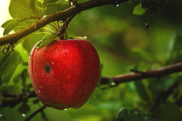 Organic red apple on branch