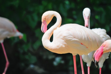 flamingos on dark background