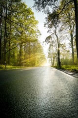 Eine Straße die durch einen Wald führt nach einem Gewitter