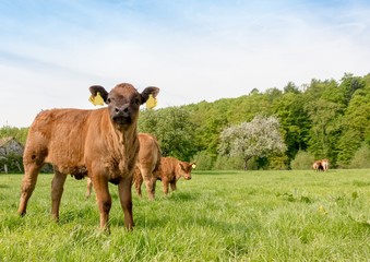 Neugieriges Fleckviehkalb auf der Wiese