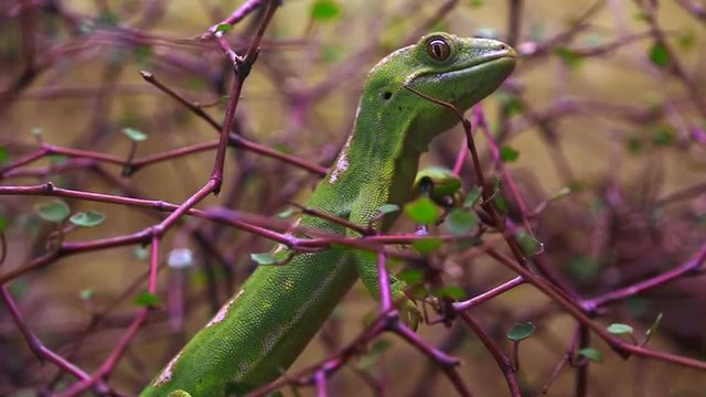 Rare Green gecko Northland New Zealand