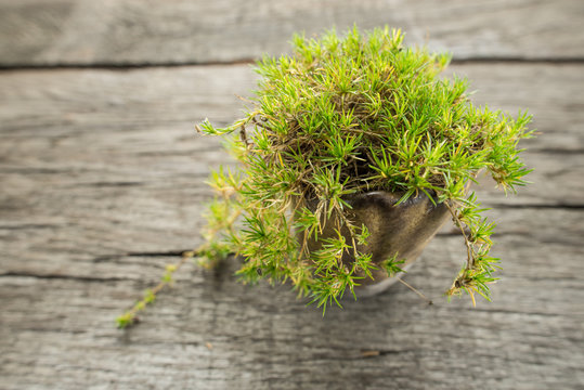 Sternmoos (Sagina subulata)