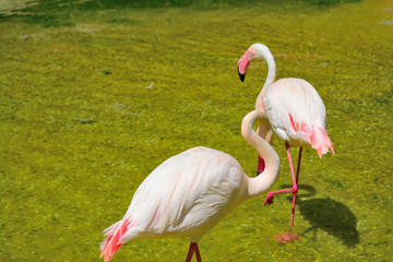 pink flamingos in a pond