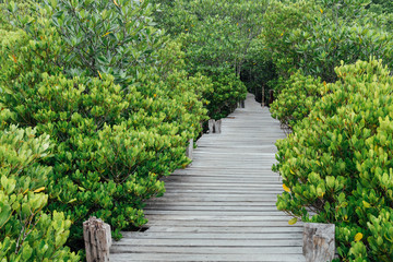 Obraz premium wooden bridge walkway in mangrove forest
