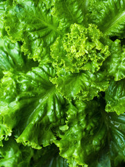 Green Ripe Lettuce