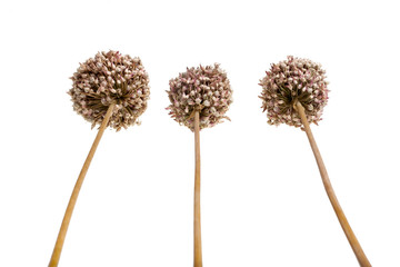 Allium - dried brown flowers decorative garlic, on white background.