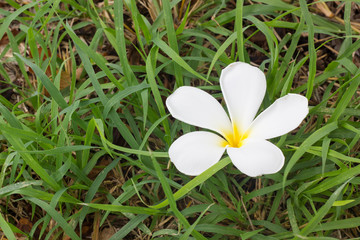White plumeria on grass