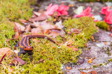female veterinary holding salamander in hand