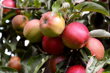 Yellow and red apples ripening on the branch