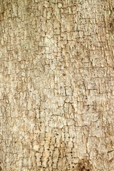 Old tree skin