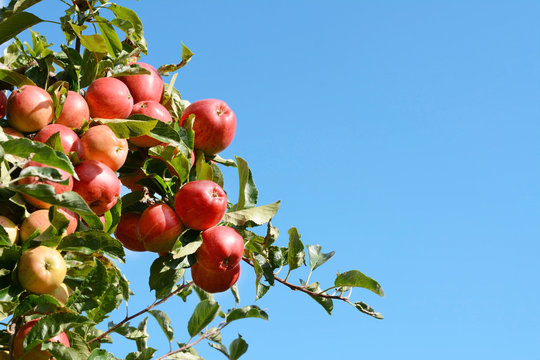 Fototapeta Bright red apples grow high on the tree