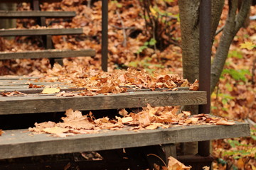 fallen autumn leaves