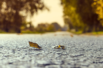 fallen autumn leaves