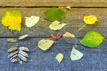 Fototapeta na wymiar fallen autumn leaves