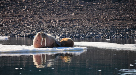 Walrus cow with cub on ice floe

