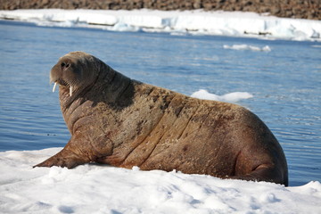 Naklejka premium Walrus cow on ice floe 
