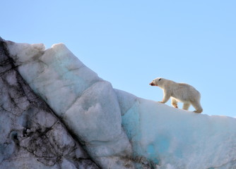 Polar bear in natural environment  