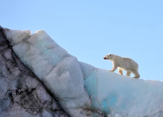 Foto op Plexiglas Ijsbeer IJsbeer in natuurlijke omgeving