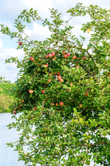 Fototapeta na wymiar Apple Tree