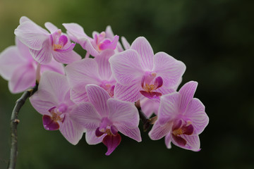Naklejka na ściany i meble farandole d'orchidées