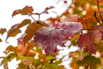 autumn leaves on white background