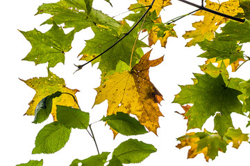 autumn leaves on white background