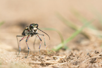 Sandlaufkäfer