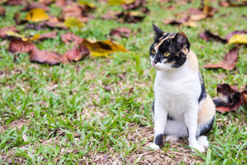 relaxed pretty cat in the garden