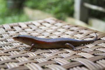 Fototapeta premium Lizard
