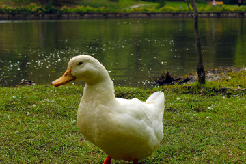 A white duck standing on grass