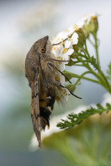 Taubenschwänzchen