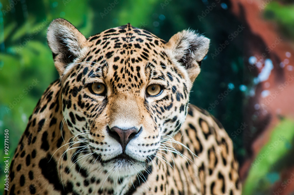 Wall mural taunting the jaguar