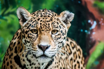 Fotobehang Panter De Jaguar treiteren