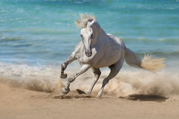 Fototapeta na wymiar Beautiful horse run along the shore of the sea