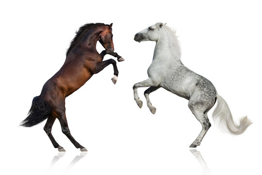 Two stallion rearing up on white background