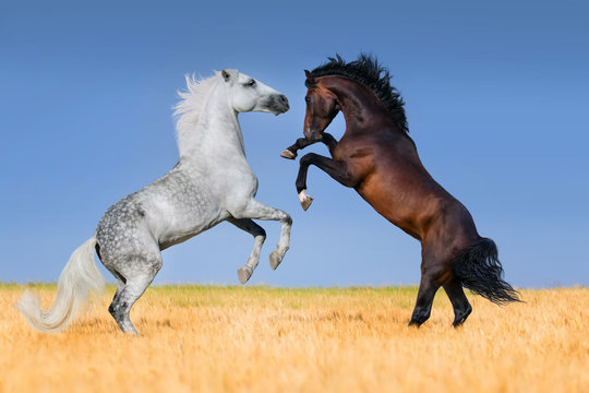 Two stallions rearing up in corm field