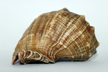 shell