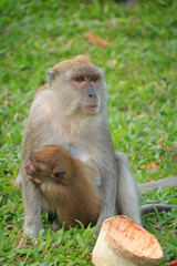 Mother monkey hugging son sitting on grass