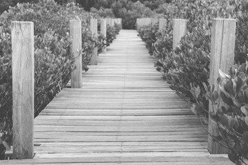 wooden bridge walkway in mangrove forest, black and white photo,