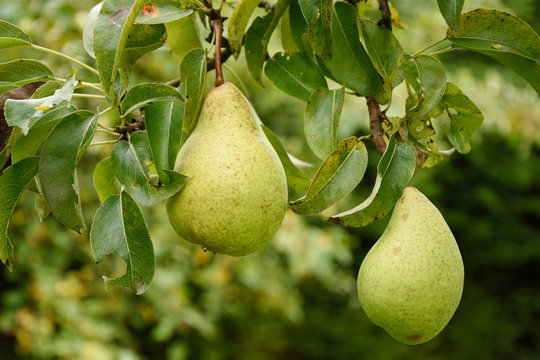 Birnen am Baum