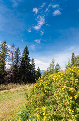 Gelbe Blüten in herbstlicher Berglandschaft