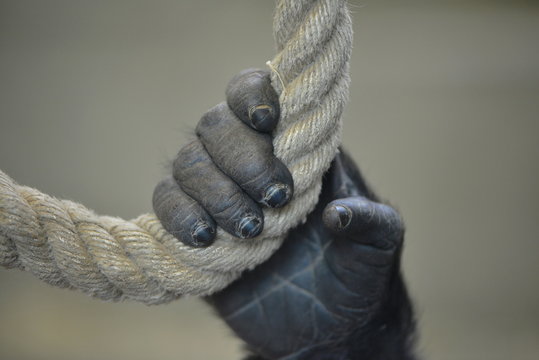 Junger Gorilla hängt am Seil