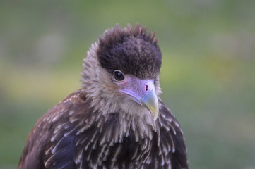 caracara