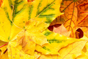 Fall leaves background