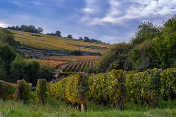 vignes en automne