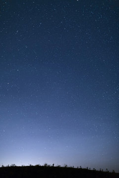 Clear night sky full of stars framed by trees. Lithuania.