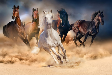 Naklejka premium Horse herd run in desert sand storm against dramatic sky