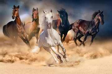Foto op Canvas Paardenkudde loopt in woestijnzandstorm tegen dramatische hemel © callipso88