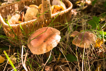 Pilze sammeln 